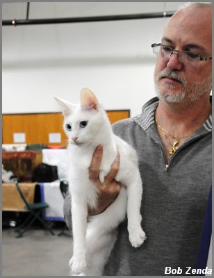 Phil & Cozmecats Lapis